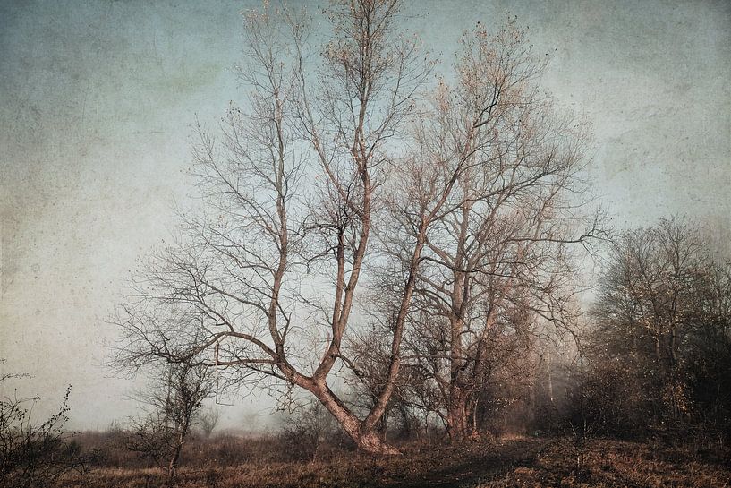 Fotografie- oder Gemälde? von Heiko Westphalen