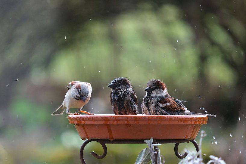 Badezeit im Vogelbad von Karen Kaspar