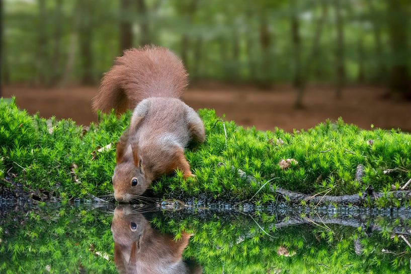 Eichhörnchen von Wilna Thomas