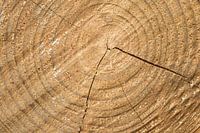 Gezaagde stam  boomstam ringen