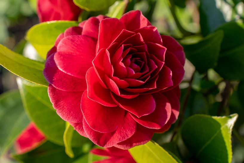 red blossom by Martin Haunhorst