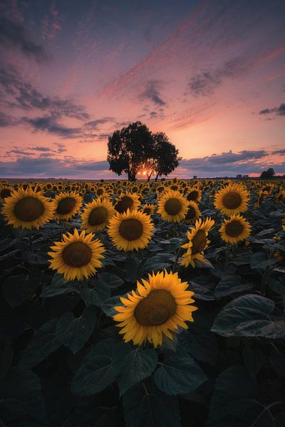 Coucher de soleil sur le tournesol ! par Patrick Noack