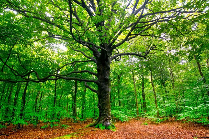 Uralte Eiche im Wald von Heiloo in Nordholland von Tanja Voigt