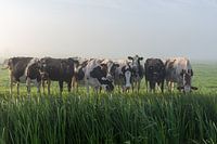 Curious cows in the reeds
