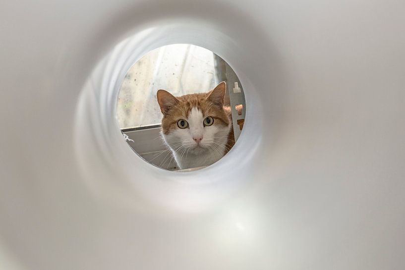 Poes kijkt in buis by Robert van Willigenburg