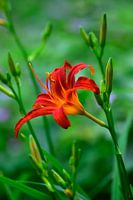 Gelbrote Taglilie - Hemerocallis fulva