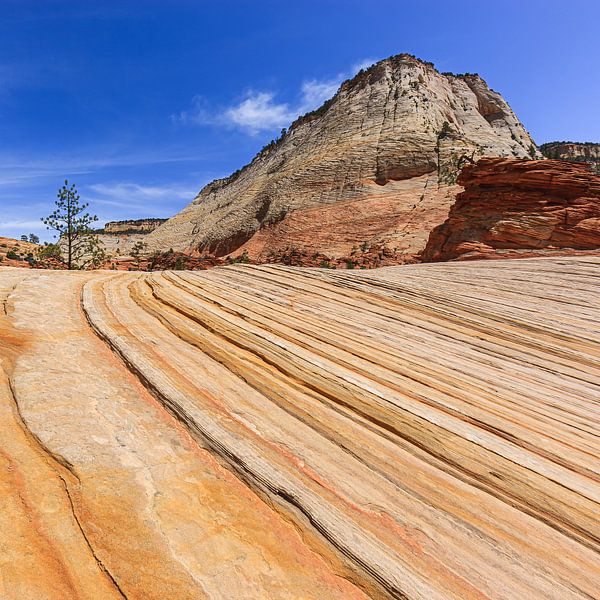 Checkerboard Mesa, Zion National Park, Utah by Henk Meijer Photography