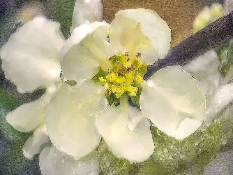 White quince blossom by Christine Nöhmeier