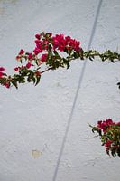 Santorini, Griekenland, Bougainvillea, Pink flowers