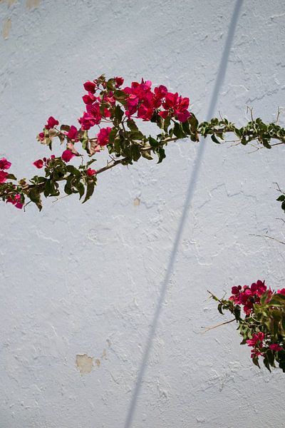 Santorini, Griekenland, Bougainvillea, Pink flowers by Maud van Bussel