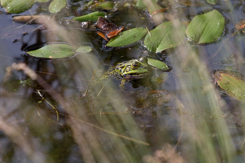 kikker in bospoel by Arnoud Kunst