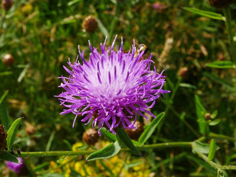 Knöterich, eine knospende Blüte. von Wim vd Neut