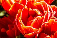 Full red-orange tulip with yellow edges