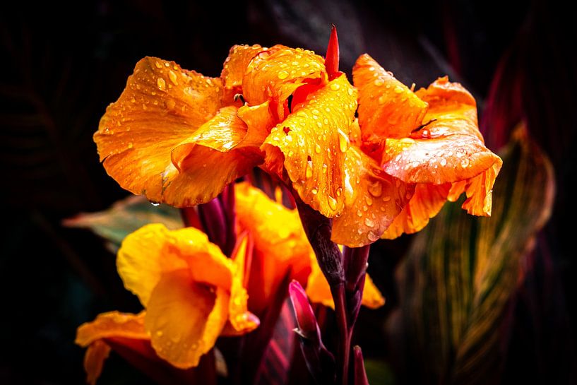 Makro Orange Blüte des indisches Blumenrohr, canna indica von Dieter Walther