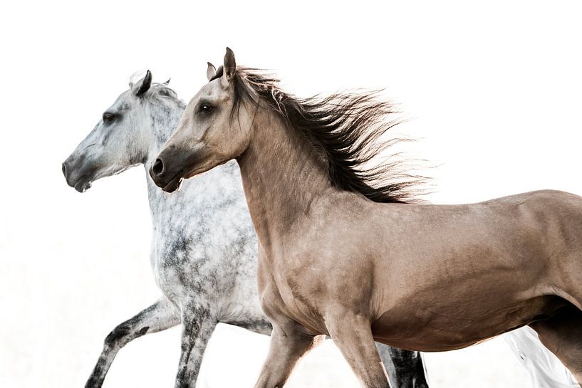 Chevaux galopant côte à côte dans un contraste élégant par Femke Ketelaar