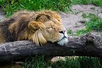Sleeping Lion