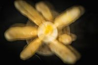 Spargel a la flamande 1