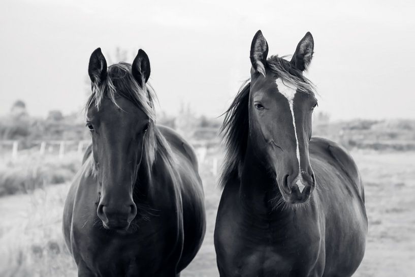 Porträt von zwei Pferden in schwarz-weiß von Consala van  der Griend