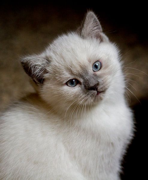 Dreamy eyes. Jonge kitten poes/kat poserend in de camera par noeky1980 photography