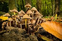 Pilze im Edelkastanie Wald