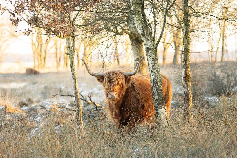 Schottische Highlander zwischen Bäumen im Schnee von KB Design & Photography (Karen Brouwer)