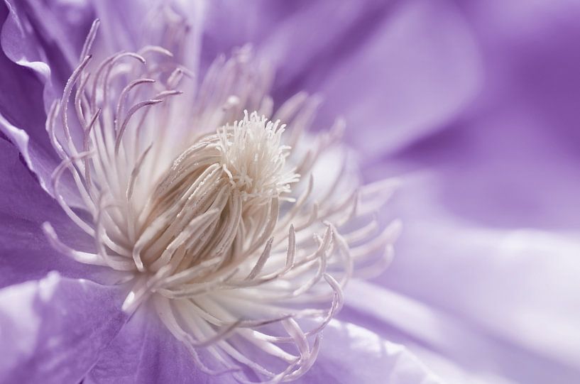 Clematis Lila von Violetta Honkisz