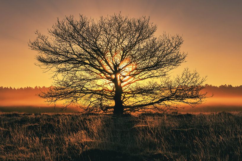 The sun in the branches by Anneke Hooijer