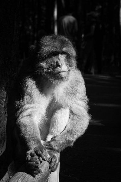 Monkey by MiNeun-Fotografie