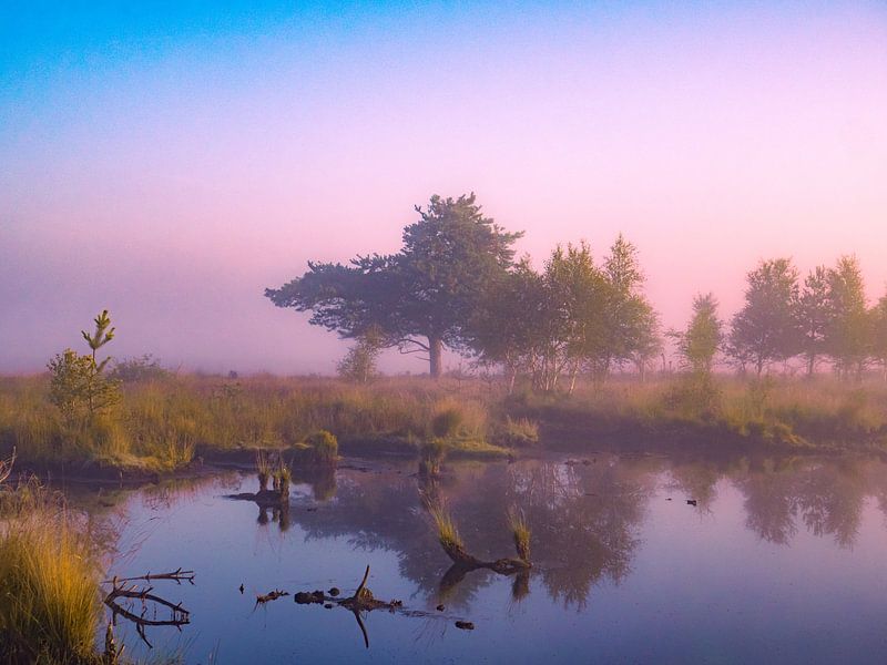 purple by snippefotografie