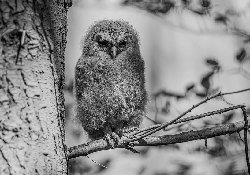 Tawny owl in black and white by Harry Punter
