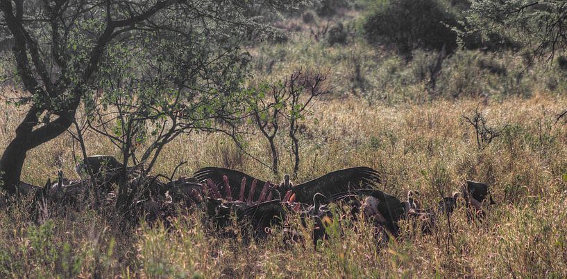 Vulture King van BL Photography