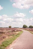 Radweg auf der Veluwe