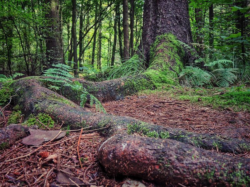 Vast roots  by Aart Lameris