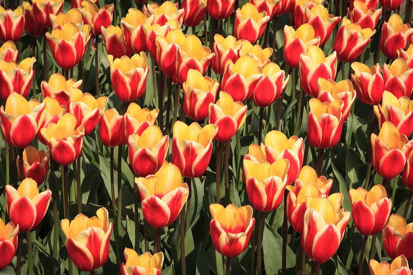 Beaucoup de tulipes rouges et jaunes par Tim Abeln