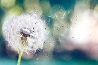 Pusteblume im Wind