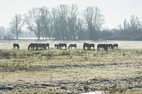 Konik's horses silhouette 3