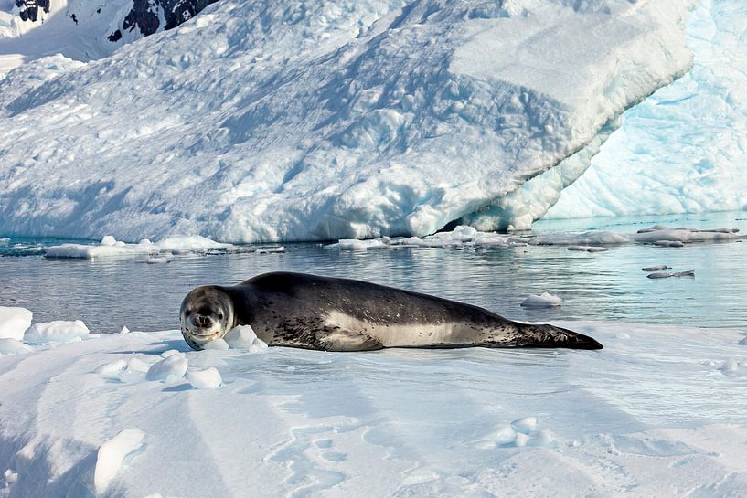 Sea leopard on an ice floe by Roland Brack