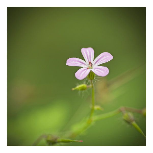 Robertsweet par Albert Wester Terschelling Photography