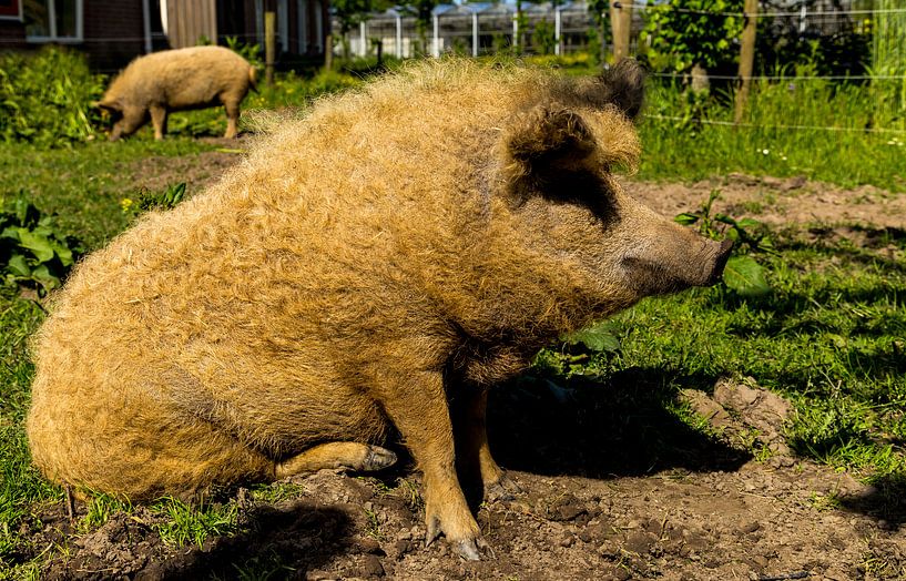 Varkens op de Warmonderhof par René Holtslag