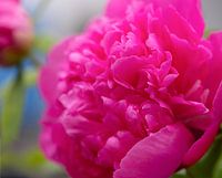 "Pivoine"à la perfection