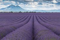 Lavender fields Valensole