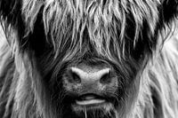 Schottischer Hochländer