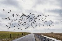 Vogelkreuzung auf Ameland