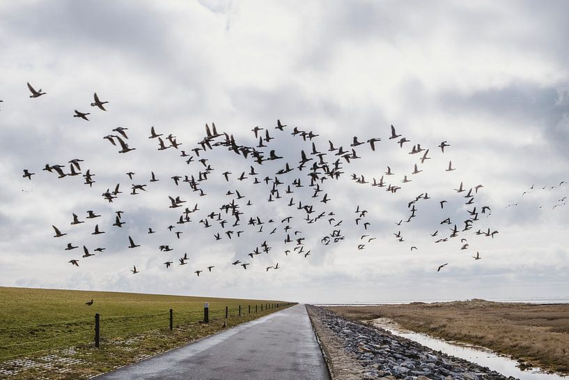 Passage d'oiseaux sur Ameland par Van Kelly's Hand