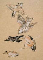 Grives et merles dans le gui