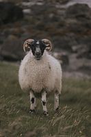 L'harmonie du siècle : les moutons dans le pays sauvage de Skye