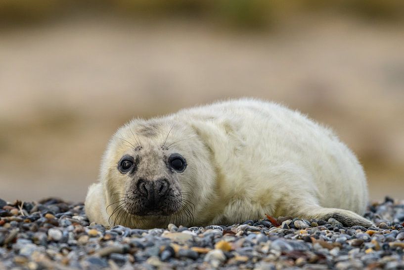 Junge Kegelrobbe von Erwin Maassen van den Brink