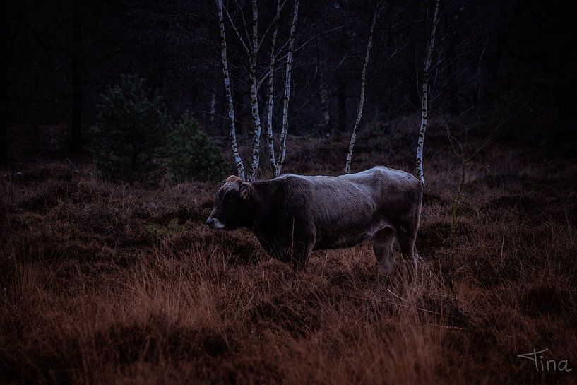 Grijze koe tussen de heide van Tina Linssen