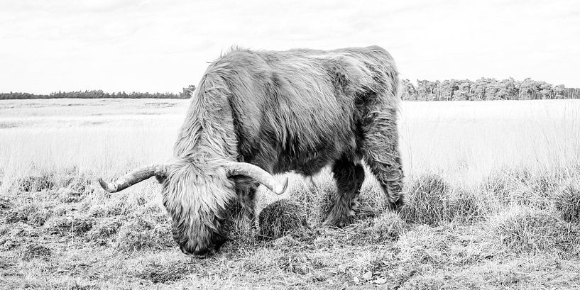 Schottischer Hochländer grasend auf hohem Gras von MICHEL WETTSTEIN
