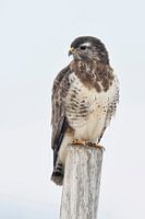 Common Buzzard ( Buteo buteo ) in winter, perched on a fence post, wildlife, Europe.